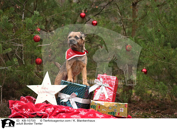 adult Border Terrier / KB-10700