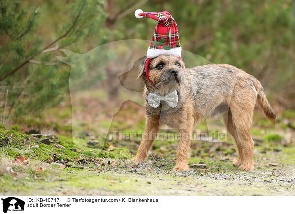 ausgewachsener Border Terrier / adult Border Terrier / KB-10717