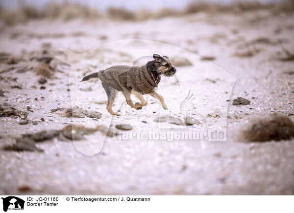 Border Terrier / Border Terrier / JQ-01160