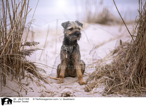 Border Terrier / Border Terrier / JQ-01165