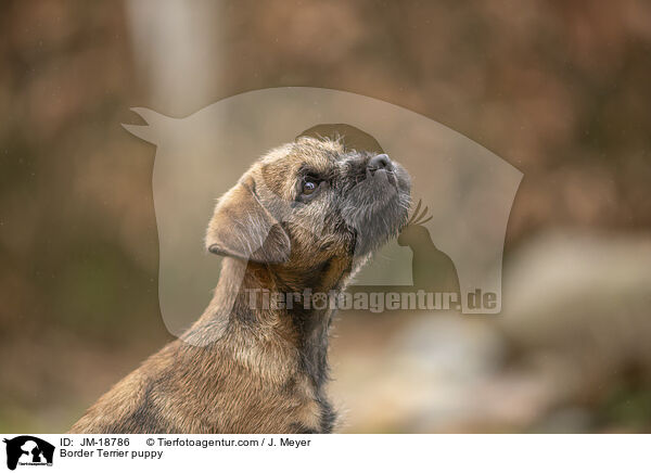 Border Terrier Welpe / Border Terrier puppy / JM-18786