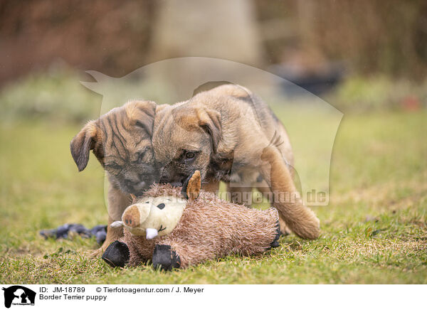 Border Terrier puppy / JM-18789