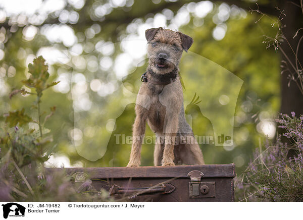 Border Terrier / Border Terrier / JM-19482
