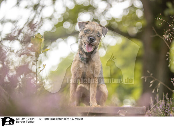 Border Terrier / Border Terrier / JM-19484