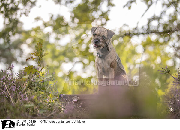 Border Terrier / Border Terrier / JM-19489