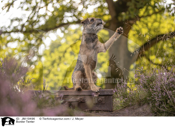 Border Terrier / Border Terrier / JM-19496