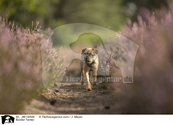Border Terrier / Border Terrier / JM-19499