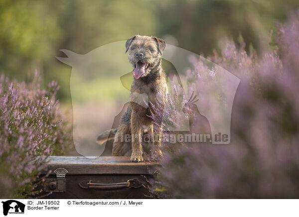 Border Terrier / JM-19502
