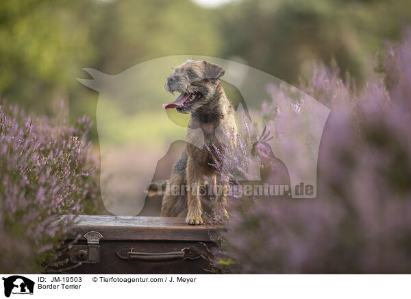 Border Terrier / JM-19503