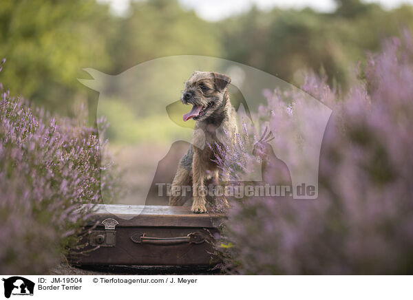 Border Terrier / Border Terrier / JM-19504