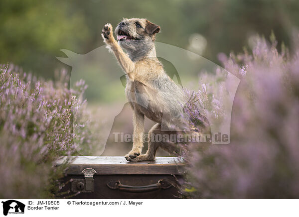 Border Terrier / Border Terrier / JM-19505