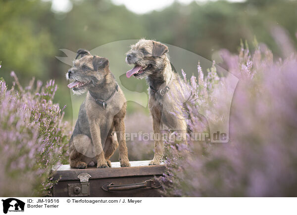 Border Terrier / Border Terrier / JM-19516