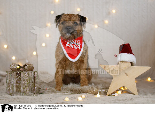 Border Terrier in Weihnachtsdeko / Border Terrier in christmas decoration / KB-16902