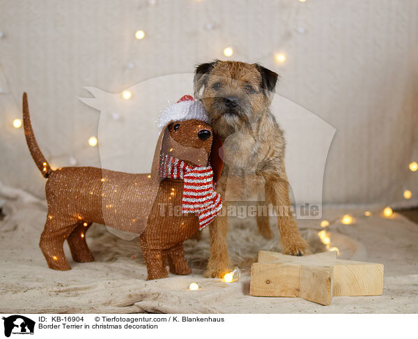 Border Terrier in Weihnachtsdeko / Border Terrier in christmas decoration / KB-16904