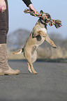 playing Border Terrier