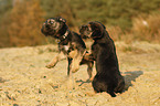 Border Terrier Puppies