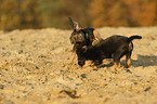 Border Terrier Puppies