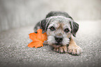 lying Border Terrier