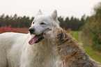 2 dogs