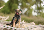 Border Terrier in summer