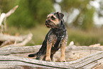 Border Terrier in summer