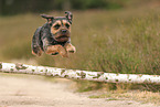 Border Terrier in summer