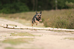 Border Terrier in summer