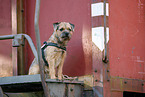 adult Border Terrier