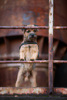 adult Border Terrier