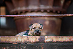 adult Border Terrier