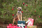 adult Border Terrier