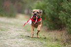 adult Border Terrier
