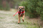 adult Border Terrier