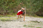 adult Border Terrier