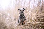 Border Terrier