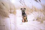 Border Terrier