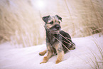 Border Terrier