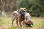 Border Terrier puppy