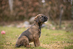 Border Terrier puppy