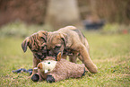 Border Terrier puppy
