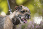 Border Terrier