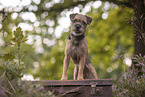 Border Terrier