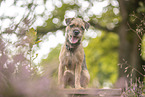 Border Terrier