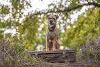 Border Terrier
