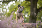 Border Terrier