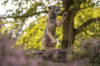 Border Terrier