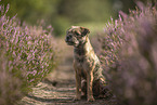 Border Terrier