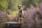 Border Terrier