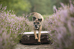 Border Terrier