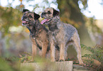 Border Terrier